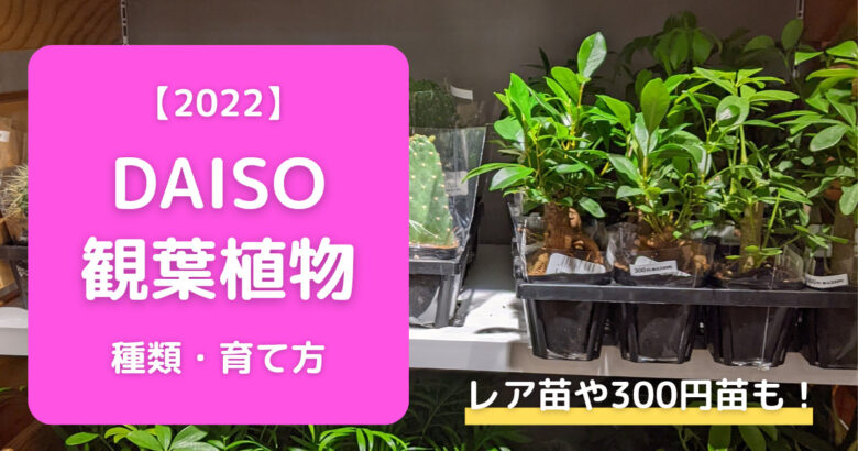 22 ダイソー観葉植物の種類 育て方 レア 300円苗も おたくねこ